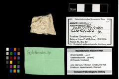 Foto (Objekt + Etikett) von Galatheoidea indet.  (NHMW-GEO-2014-0194-0980)